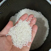 برنج پرمحصوله گیلان املش