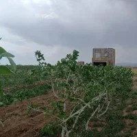 باغ-پسته-1250میلیارد