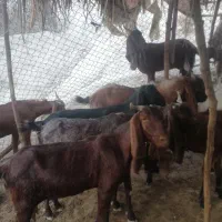 فروش فوری ۷راس بز جوان درجه یک