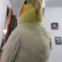 جفت مولد عروس هلندی|پرنده|شریف‌آباد, |دیوار