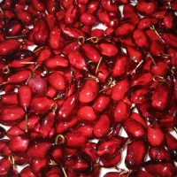 دانه انار یلدایی|بدلیجات|اردبیل, |دیوار