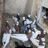 دسته کبوتر طوقی پلنگی بهبهانی