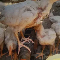 جوجه|حیوانات مزرعه|جیرفت, |دیوار