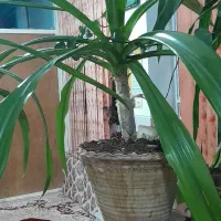 گلدان های زیبا|گل و گیاه طبیعی|حمیدیا, |دیوار