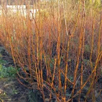 فروش انواع نهال میوه مثمر وغیره مثمر