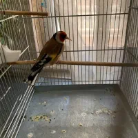 سهره استثنایی