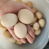 تخم مرغ نطفه دار