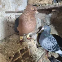 کبوتر آرشینگل