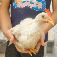 جوجه خروس ماشینی
