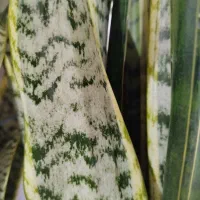 گل سانسوریا|گل و گیاه طبیعی|پره‌سر, |دیوار