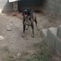 سگ وتوله|سگ|نسیم‌شهر, |دیوار