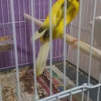 قناری کرست ابلغ زرد کشیده نر|پرنده|مشهد, پروین اعتصامی|دیوار