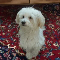 سگ شیتزو|سگ|صدرا-فارس, فاز ۱|دیوار