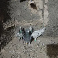 کبوتر