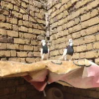 یجفت کبوتر طوقی