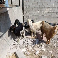 فروش بز. با بره نر