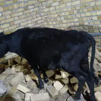 2 راس گوساله بزرگ 110 کیلوئی