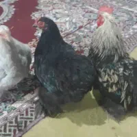 تعدادی کوشین بالغ،جوجه،نیمچه
