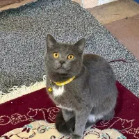 گربه راشن بلو