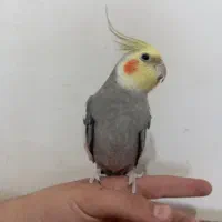 عروس هلندی نر رام|پرنده|سنندج, |دیوار