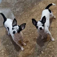 فروش دو عدد سگ شی هوا هوا ماده