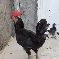 خروس ریشی جوان خورموج