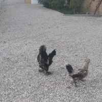 مرغ مینیاتوری