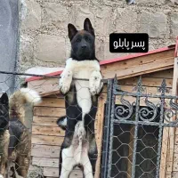 فروش سگ