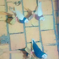 کبوتر|پرنده|بم, |دیوار