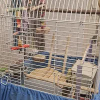 قفس طوطی وغیره...|لوازم جانبی حیوانات|فردیس, فردیس|دیوار