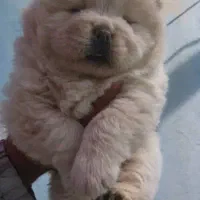 فروش توله چاوچاو چمپیون و خرسی اصل|سگ|کرج, مهرویلا شمالی|دیوار