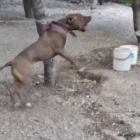 واگذاری پیتبول اصیل ۱۳ماهه ماده نگهبان