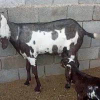 بز بیتال پنجابی