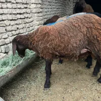 بره نر همو افشاری سرخ  و قوچ هترو درجه یک ۲.۵ساله