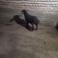 بره ماده خوراکی|حیوانات مزرعه|آزادشهر, |دیوار