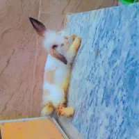 خرگوش گمشده|حیوانات|دورود, |دیوار