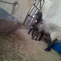 میش بره