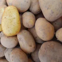 سیب زمینی اگریا