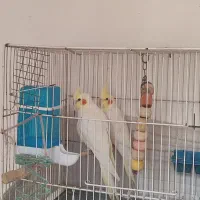 عروس هلندی نر و ماده