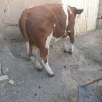 گوساله داشتی سیمینتال