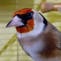 سهره دستی دهندار