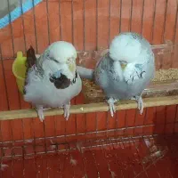 مرغ عشق انگلیسی گریدA