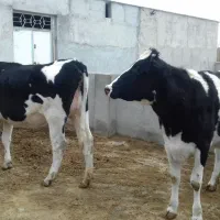 تلیسه فروشی