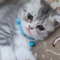 واگذاری بچه گربه میکس برتیش اسکاتیش