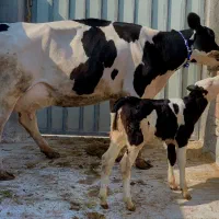 گاو گوساله دار درجه یک