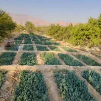 نهال و نشاء کاج تهران و مشهد|گل و گیاه طبیعی|خفر, |دیوار