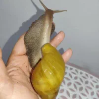 حلزون تراپی و خاویار حلزون