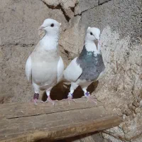 طوقی|پرنده|لردگان, |دیوار