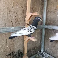 کفتر سینه سیاه|پرنده|شیراز, دشت چنار|دیوار