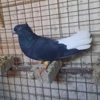 کبوتراشعل|پرنده|کارون, |دیوار